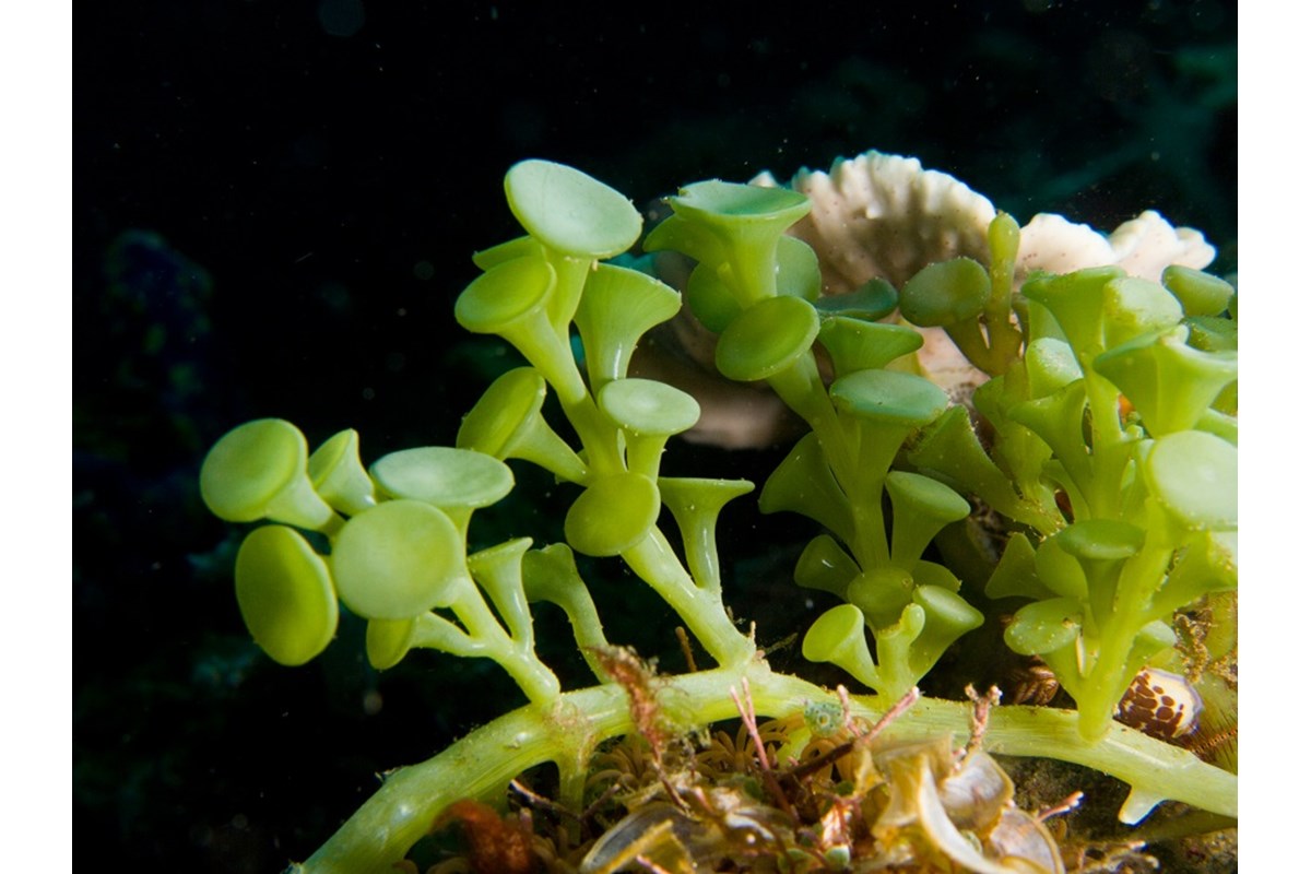 Ecosistemi che cambiano: la tropicalizzazione del mar Mediterraneo