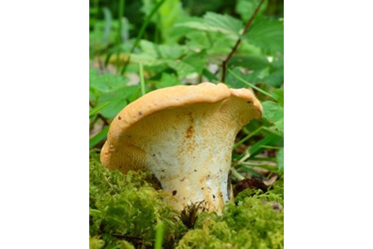 Funghi Commestibili: Hydnum repandum