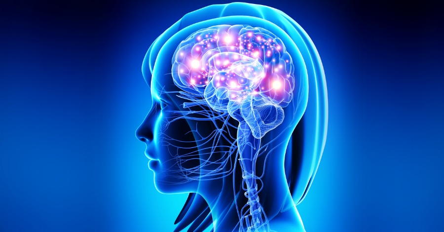 Il carattere dipende dalla conformazione del cervello