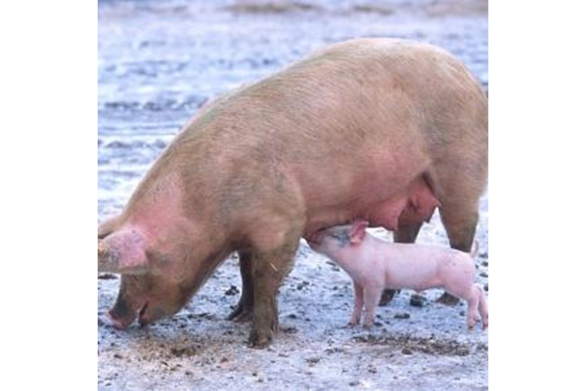 La Danimarca e le polpette. Anatomia di una guerra moderna