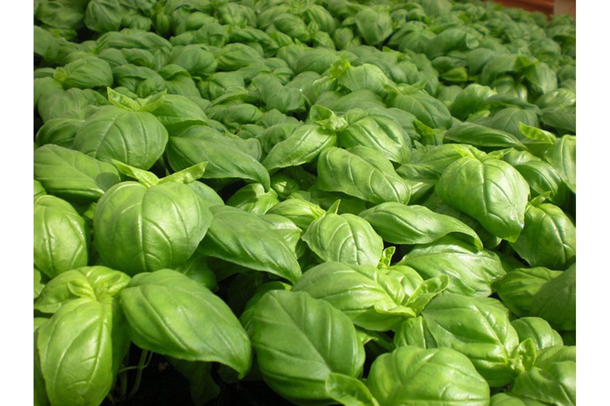 Il pasticcio dell'IVA. Perché il pesto genovese ci costerà (molto) di più