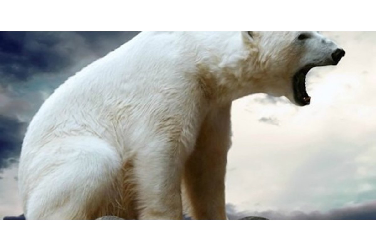 Le 5 specie animali più pericolose