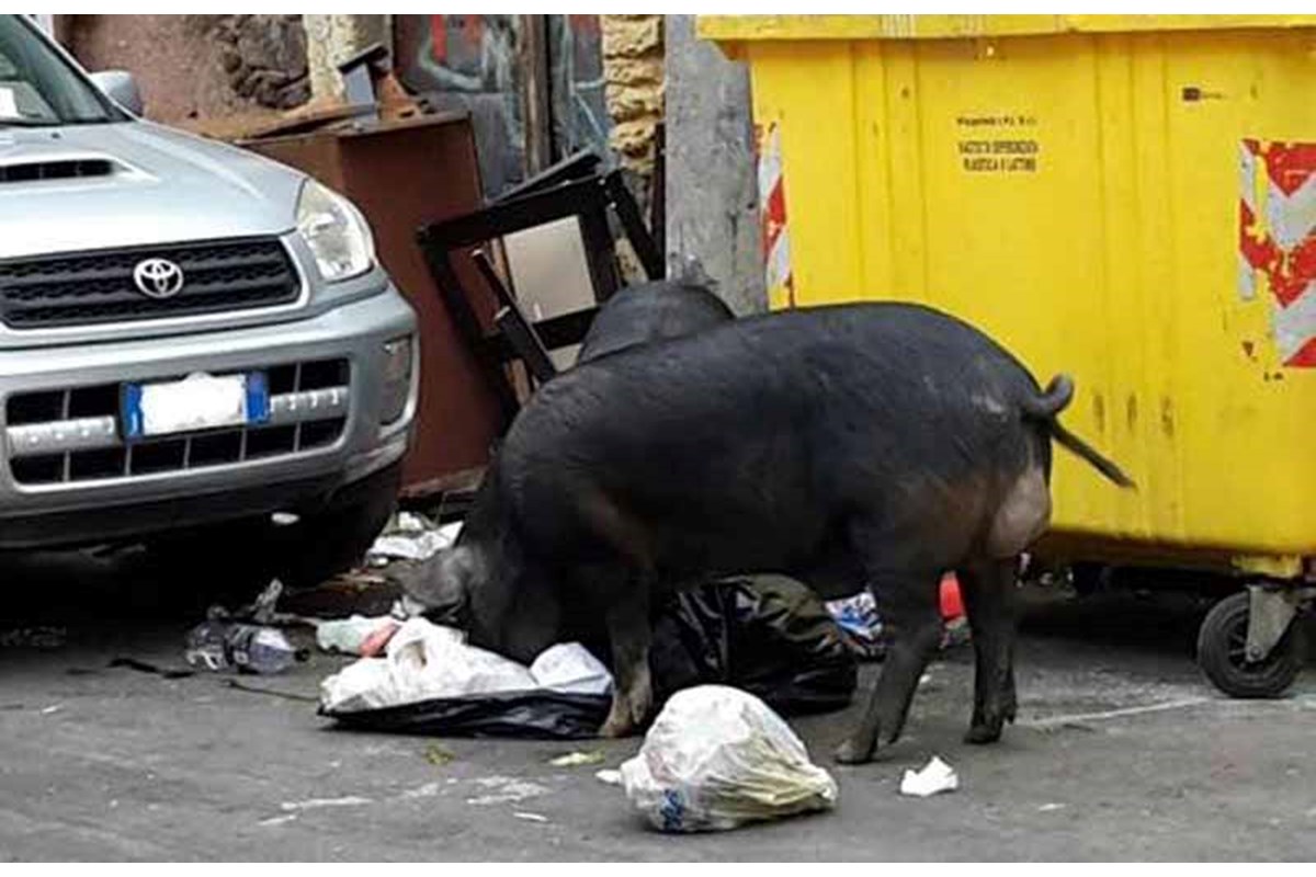 Catania, clochard aveva allestito una fattoria abusiva. La polizia procede allo sgombero