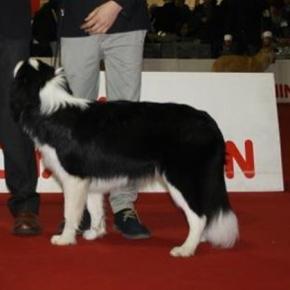 Strage di Cani all'Expo di Rende