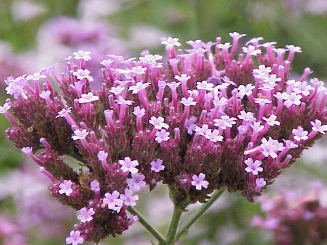 Verbena, l'erba di Venere per diuresi e digestione