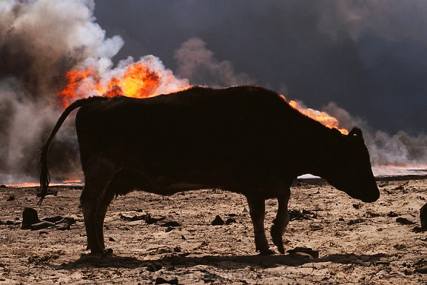 Apocalypse Cow
