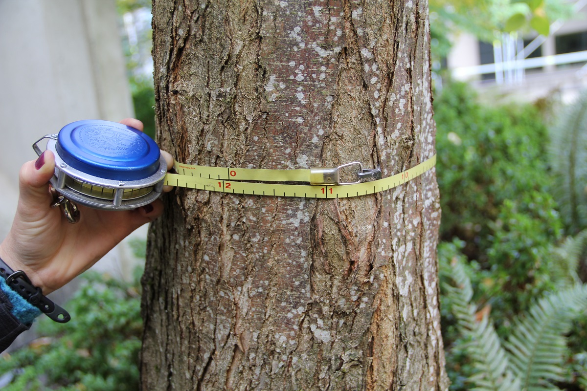Conoscere gli anni di un albero