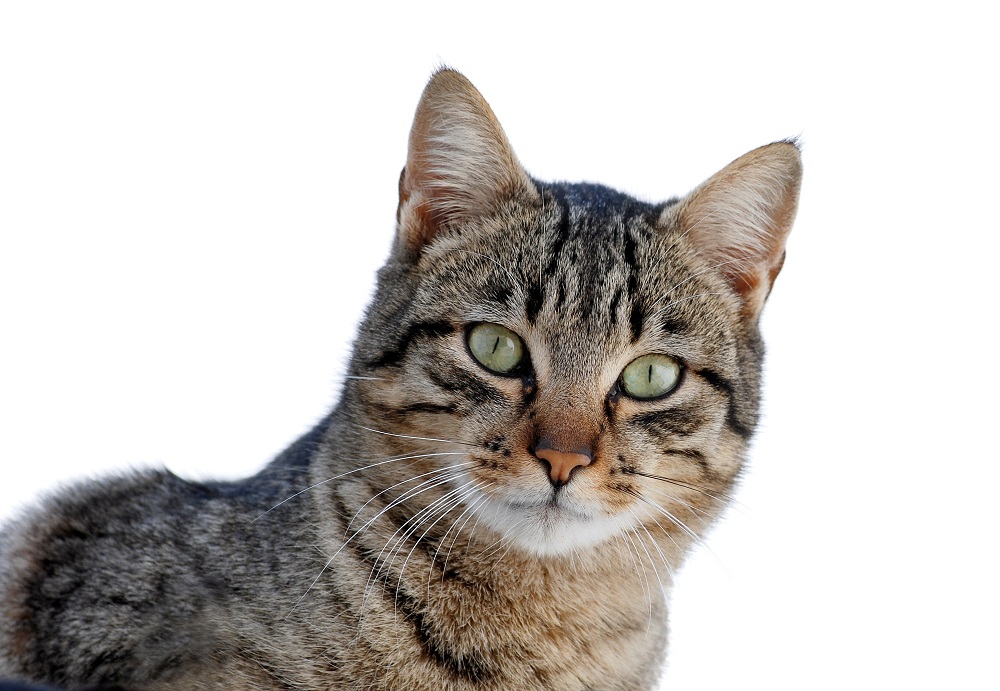 I gatti possono fare i dispetti